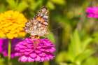 Painted lady on zinnia, Marion County, Illinois. Art Print